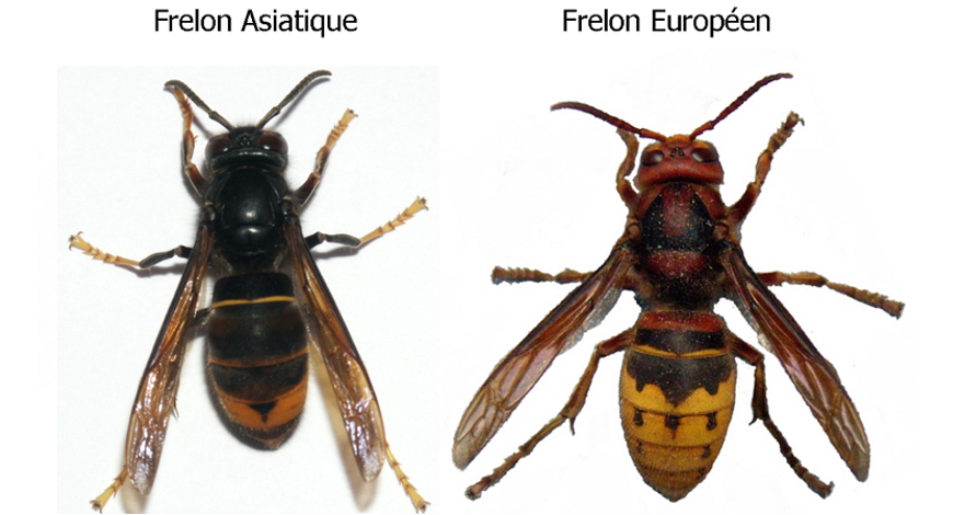 frelons asiatiques
